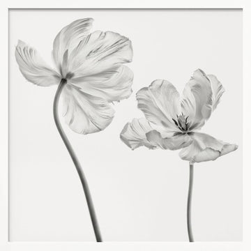 Graceful Monochrome Tulips | Poster - White Frame Interior