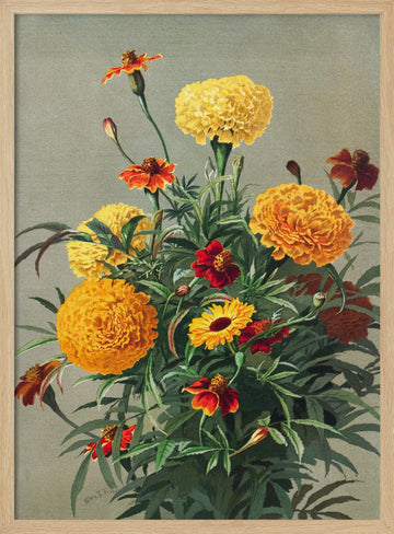 Marigolds | Poster - Wood Frame Interior