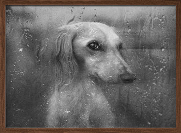 Dog By Rainy Window | Poster - Walnut Frame Interior