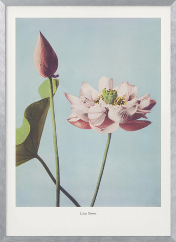  Lotus Flowers | Poster - Silver Frame Interior
