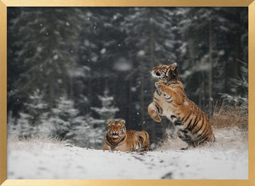 Siberian Winter Tigers | Poster - Gold Frame Interior
