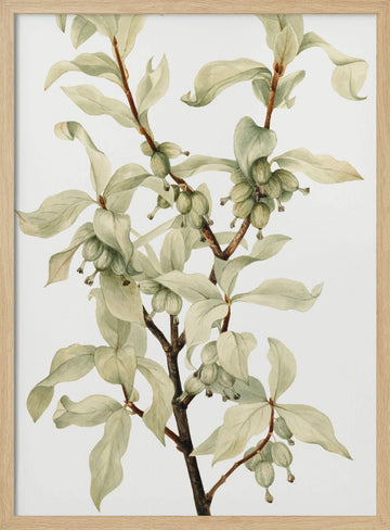 Silverberry (1922) | Poster - Wood Frame Interior