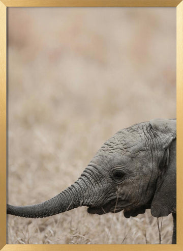 Gentle Giant's Gaze | Poster - Gold Frame Interior