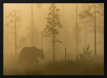 Bear in Golden Fog | Poster - Black Metal Frame Interior