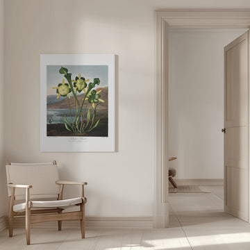 Pitcher Plant from The Temple of Flora (1807) | Canvas - Room Interior 1