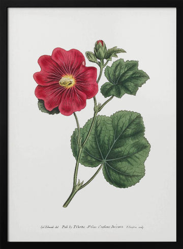 Alcea Rosea 1815   Flower Garden Displayed By Francis Sansom | Poster - Black Metal Frame Interior