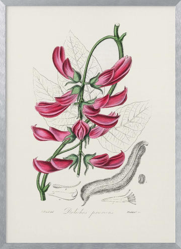 Mucuna Pruriens (dolichos Pruriens) Medical Botany | Poster - Silver Frame Interior