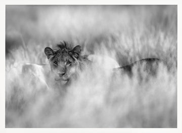 Hidden Lion Gaze | Poster - White Frame Interior