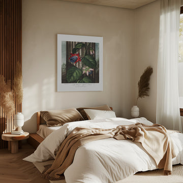 The Winged Passion-Flower from The Temple of Flora (1807) | Canvas - Room Interior 2