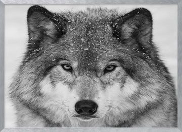 Winter Wolf Gaze | Poster - Silver Frame Interior
