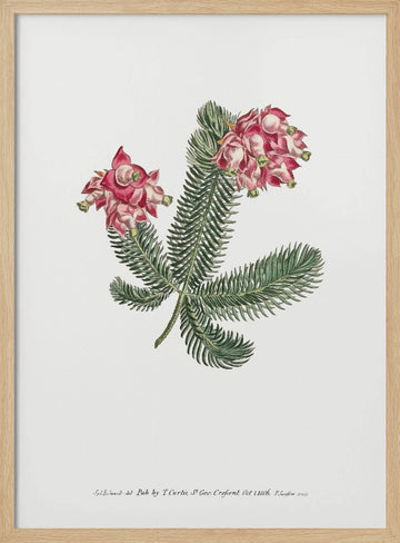 Erica Glauca   Flower Garden Displayed By Francis Sansom | Poster - Wood Frame Interior