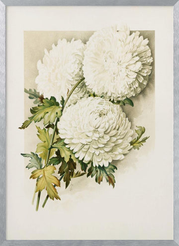 Chrysanthemums for Christmas Eve | Poster - Silver Frame Interior