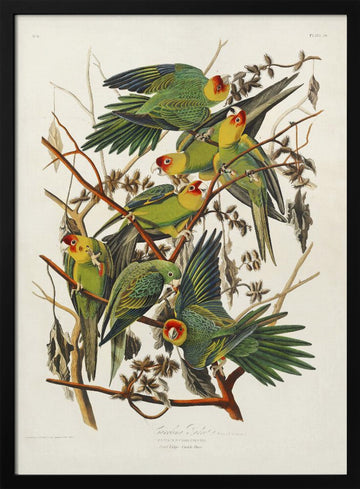 Carolina Parrot From Birds of America (1827) | Poster - Black Metal Frame Interior