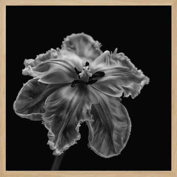 Elegant Monochrome Tulip | Poster - Wood Frame Interior