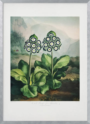 A Group of Auriculas from The Temple of Flora 2 (1807) | Poster - Silver Frame Interior