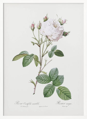 Cabbage Rose White Provence, Les Roses (1817–1824) | Poster - White Frame Interior