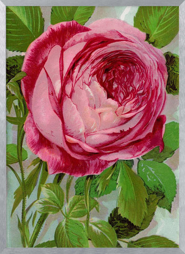 Pink Rose, Mrs John Laing Lithograph | Poster - Silver Frame Interior