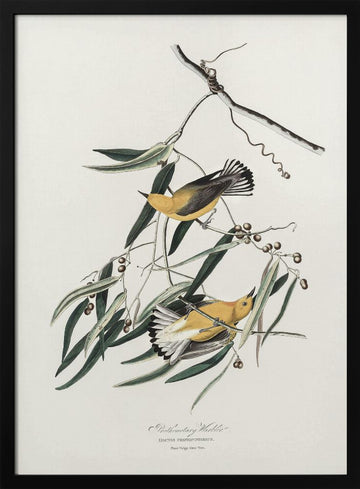 Prothonotary Warbler From Birds of America (1827) | Poster - Black Metal Frame Interior
