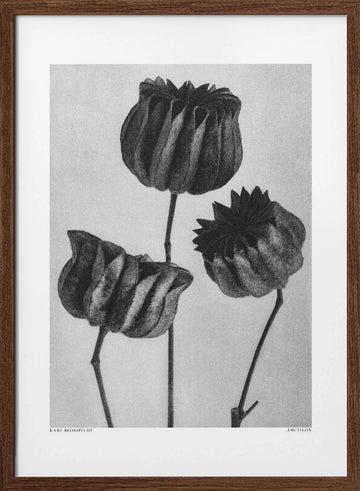 Abutilon (Lime Mallow | Poster - Walnut Frame Interior