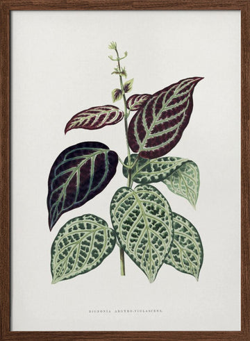 Green Bignonia Argyro Violascens Leaf Illustration | Poster - Walnut Frame Interior