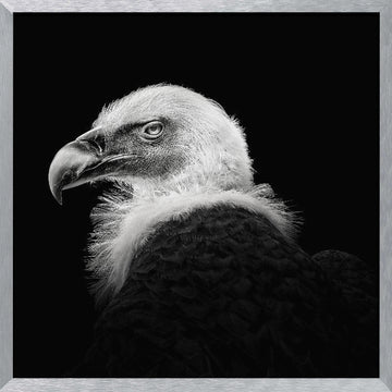 Intense Vulture Gaze | Poster - Silver Frame Interior