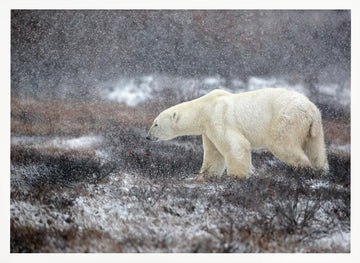 Snowfall Polar Bear | Poster - White Frame Interior