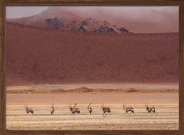 Oryx Herd Desert Dunes | Poster - Walnut Frame Interior