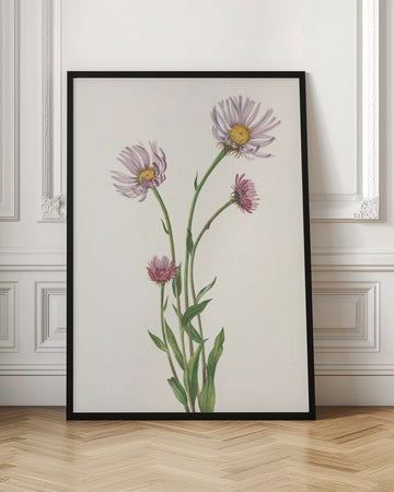 Alaska Fleabane From North American Wildflowers (1925) By Mary Vaux Walcott. | Poster - Room Interior 1