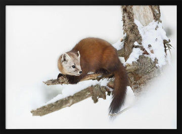 Marten on Snowy Branch | Poster - Black Metal Frame Interior