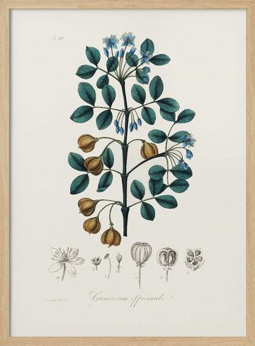 Guaiacwood (guaiacum Officinale) Medical Botany | Poster - Wood Frame Interior