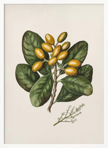 Karaka Drawn By Sarah Featon (1848–1927) | Poster - White Frame Interior
