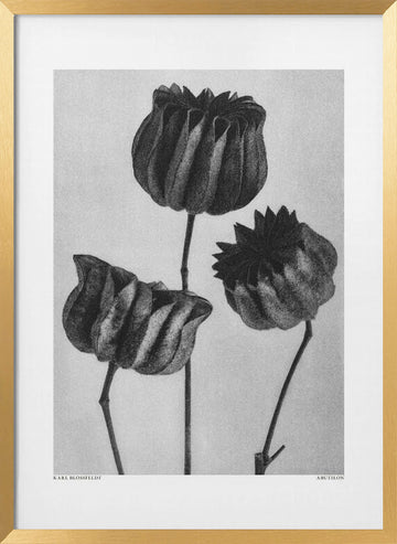 Abutilon (Lime Mallow | Poster - Gold Frame Interior
