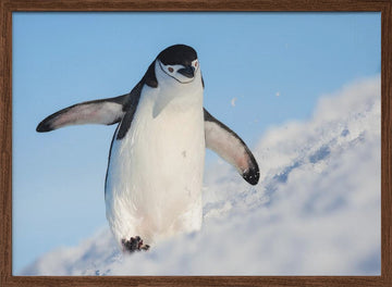 Playful Penguin Slide | Poster - Walnut Frame Interior
