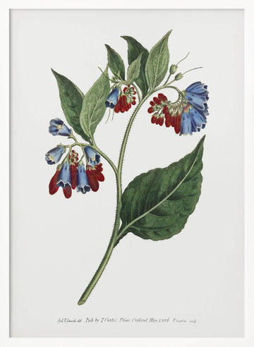 Symphyum Asperrim 1806   Flower Garden Displayed By Francis Sansom | Poster - White Frame Interior
