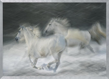 Dreamy White Horses | Poster - Silver Frame Interior