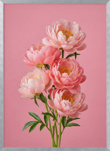 Delicate Pink Peonies | Poster - Silver Frame Interior