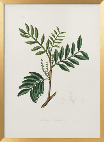 Lentisk (pistacia Lenitiscus) Medical Botany | Poster - Gold Frame Interior