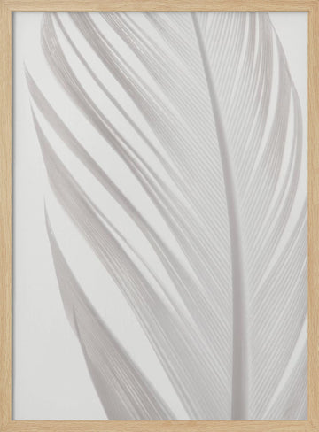 Delicate White Feather | Poster - Wood Frame Interior