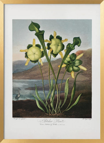 Pitcher Plant from The Temple of Flora (1807) | Poster - Gold Frame Interior