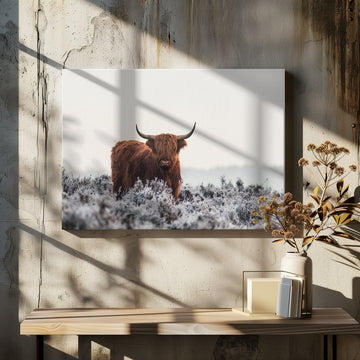 Highland Cow Winter Frost | Canvas - Room Interior 2