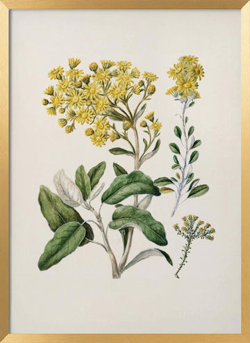 Daisy   Brachyglottis Drawn By Sarah Featon (1848–1927) | Poster - Gold Frame Interior