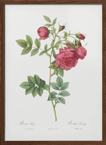 Turnip Roses, Les Roses (1817–1824) | Poster - Walnut Frame Interior
