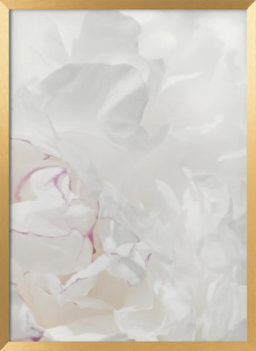 Soft Peony Petals | Poster - Gold Frame Interior