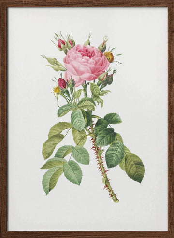 Rosa Bifera Macrocarpa, Les Roses (1817–1824) | Poster - Walnut Frame Interior
