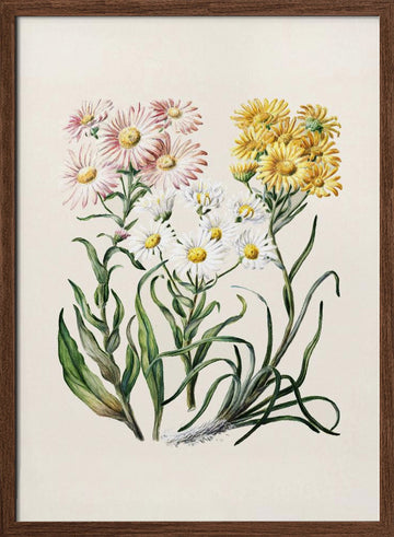 New Zealand Snow Groundsels Drawn By Featon (1848–1927) | Poster - Walnut Frame Interior