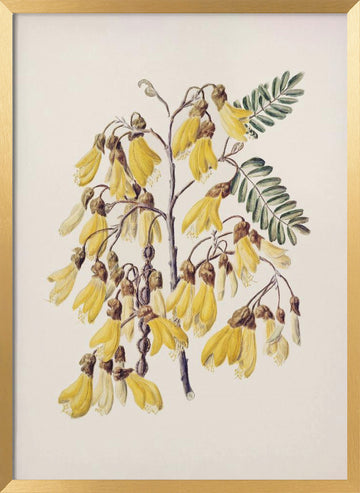 Kowhai Drawn By Sarah Featon (1848–1927) | Poster - Gold Frame Interior