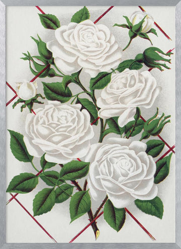 White Rose, Baltimore Belle Lithograph | Poster - Silver Frame Interior