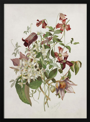 Clematis | Poster - Black Metal Frame Interior