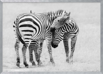 Wild Zebras Bonding | Poster - Silver Frame Interior
