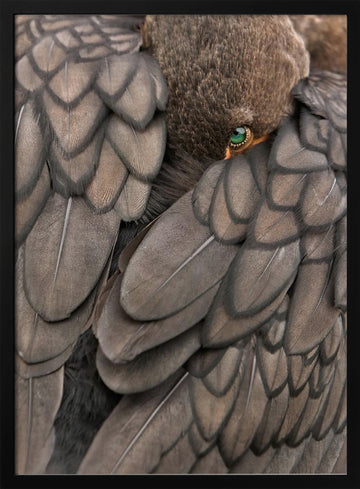 Feathered Green Eye | Poster - Black Metal Frame Interior